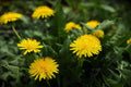 Dandelion Seeds 100 Seeds Taraxacum Culinary Herb Edible Medicinal Herb