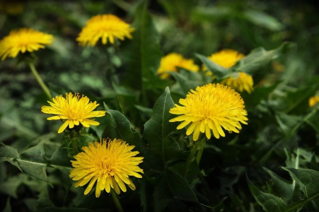 Dandelion Seeds 100 Seeds Taraxacum Culinary Herb Edible Medicinal Herb