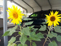 Dwarf Sunspot Sunflower Seeds, 50 Count, Helianthus annuus, Bright Yellow Blooms, Ideal for Small Gardens