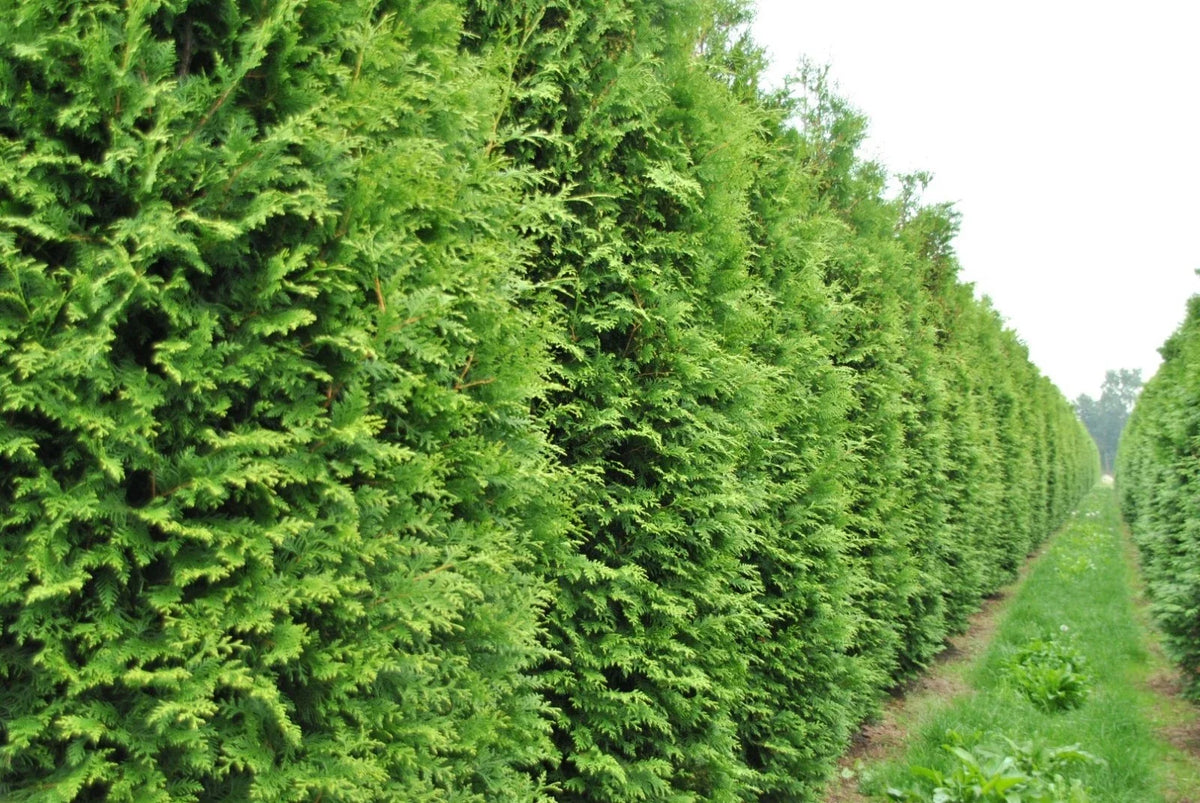 50 Thuja Tree Seeds | White Cedar Arborvitae | Thuja occidentalis | Ideal for Hedge Rows