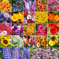 Pollinator Mix Flower Seeds - 22 Species Variety | Birds, Bees, Butterflies | Wildflower Seed Blend