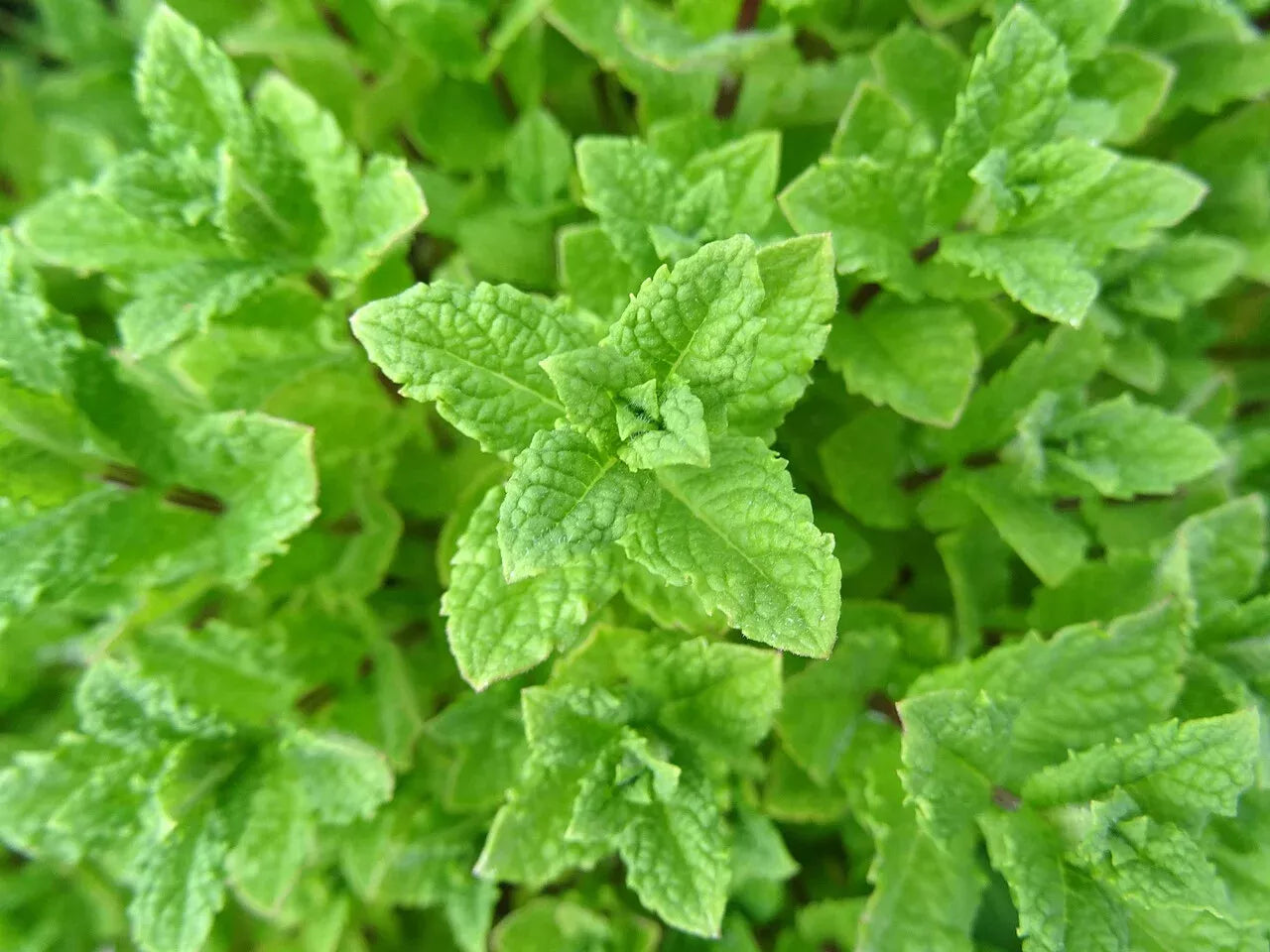 Peppermint Seeds - 1000 Non-GMO Seeds - Mentha piperita - Aromatic Herb for Gardens and Culinary Use