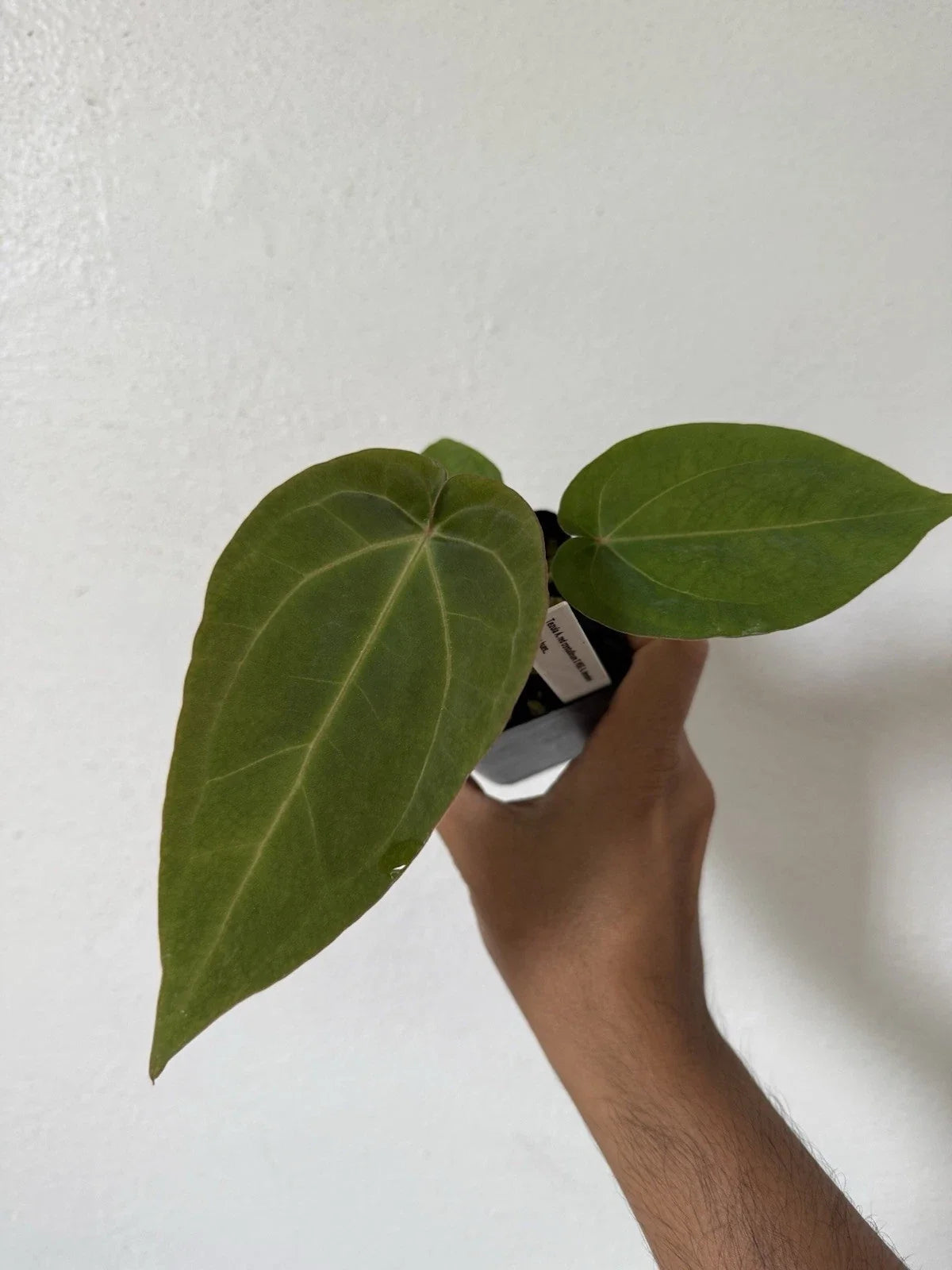 Anthurium Tezula Red Crystallinum X NSE Dressleri Velvet Leaf Plant - Exotic Houseplant for Home Decor, Indoor Gardening