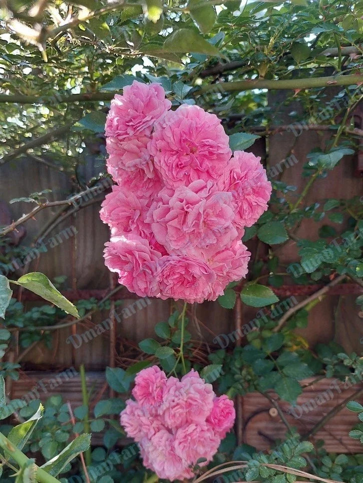 7 Sisters Pink Rose Bush Live Plant - Heirloom Climbing Rambler Multiflora - Organic Bareroot Starter Plant