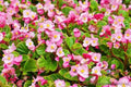 Wax Begonia 25 Seeds - Ideal for Garden Planting - Begonia x semperflorens