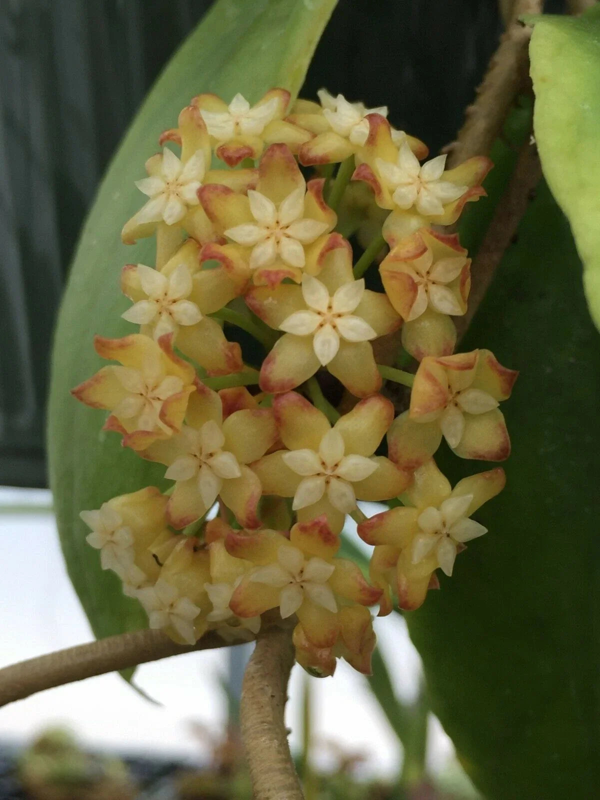 Hoya Crassicaulis Plant in 3" Pot, Rare Hoya Variety, Rooted Houseplant, Ideal for Indoor Gardening