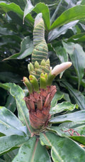 Yellow Spiral Ginger Rooted Cuttings - 5 Pack, Dimerocostus strobilaceous, Hawaii Grown