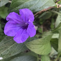 Purple Mexican Petunia Plants - 5 Live Plants - Ruellia brittoniana - Vibrant Purple Blooms for Garden Landscaping