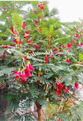 Red Hummingbird Tree Seeds - 30+ Seeds, Sesbania grandiflora, Vegetable Tree, KatudayUSA