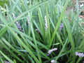 Liriope Monkey Grass Plants - 100 - Perennial Border Grass - Liriope muscari