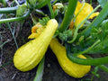 Yellow Crookneck Squash Seeds, 1/4 LB, Heirloom, NON-GMO, Cucurbita pepo