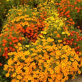 Signet Marigold Seeds STARFIRE MIX 200 Non-GMO for Cutting Garden | Tagetes patula