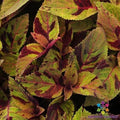 25 Premium Sun Mighty Mosaic Coleus Seeds - Colorful Garden Variety - Coleus blumei - USA