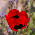 Poppy Flower Seeds - 50 Count - Turkish Tulip Variety - Papaver somniferum