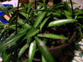 Hoya Longifolia Starter Plant - Wall String Bean, Erotic Angle, Indoor/Outdoor Houseplant