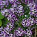 Violet Queen Alyssum Seeds | Heirloom Purple Flower Seeds | Lobularia maritima
