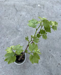 Grape Plant Cutting Vine 18” Sweet Variety with Pot - Ideal for Planting (Vitis vinifera)