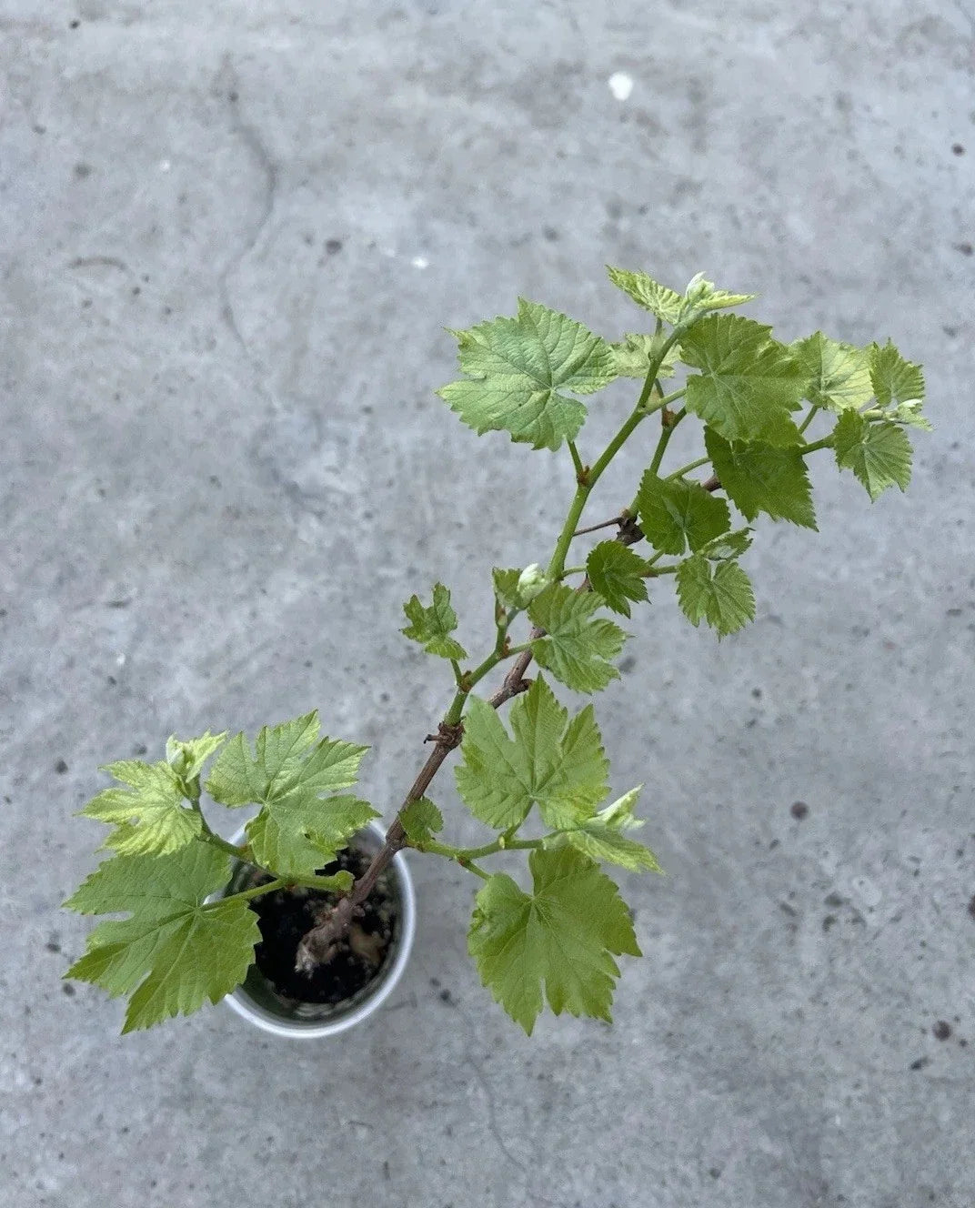 Grape Plant Cutting Vine 18” Sweet Variety with Pot - Ideal for Planting (Vitis vinifera)