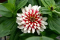 Zinnia Seeds - Cherry & Ivory Swizzle - 20 Seeds - Colorful Flower Seeds for Garden - Zinnia elegans