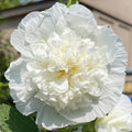 Hollyhock Seeds | Heirloom 5" Double White Flowers | Chaters Double White | Alcea rosea