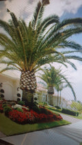 Jerusalem Palm Tree 10 Seeds - Date Palm - Phoenix dactylifera