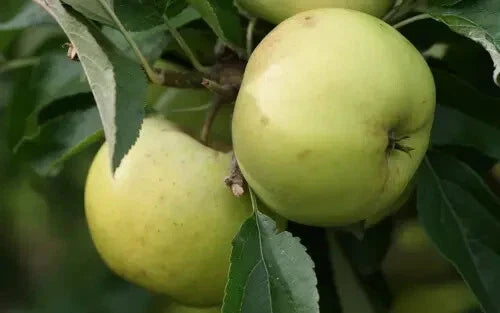 Freyberg Apple Seeds - 25+ Pack for Garden Planting - Malus domestica - USA Grown - Free Shipping