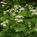 Anise Seeds 2000 Count Non-GMO - Pimpinella anisum - USA Seller