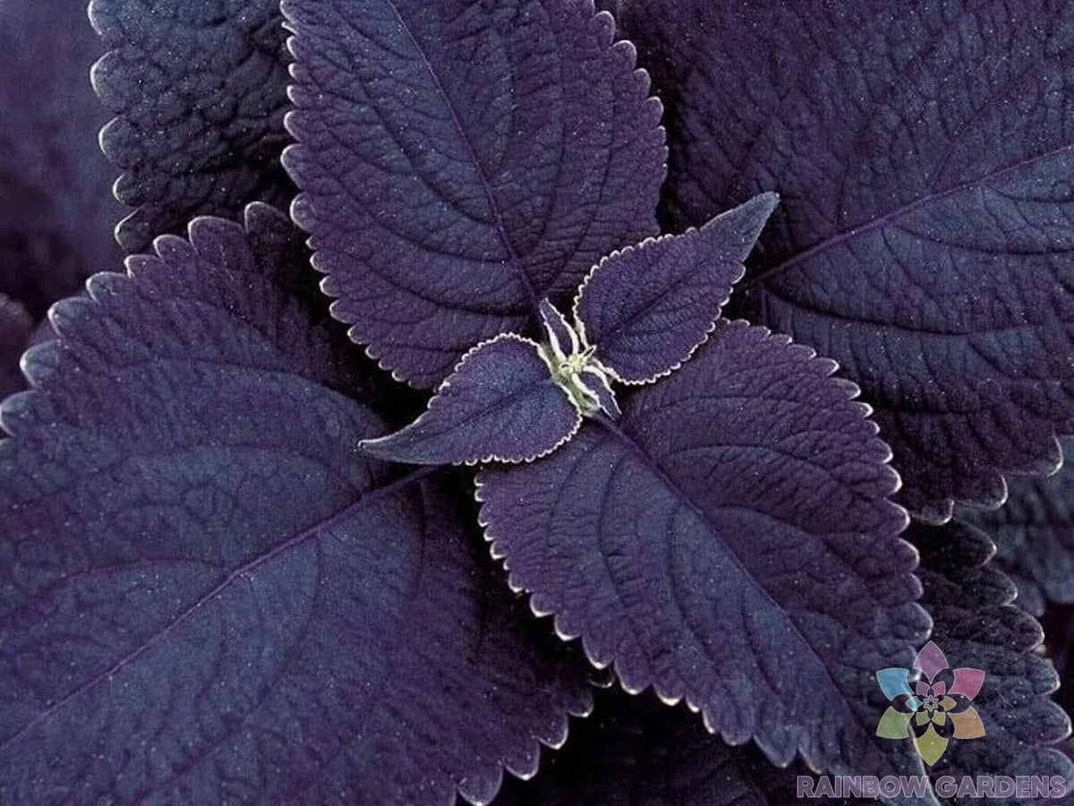 Black Coleus Seeds - 25+ Pack for Garden Planting - Coleus scutellarioides - USA Grown - Free Shipping