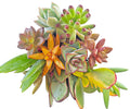 LARGE 4-6" Fresh Succulent Cuttings - 10 Easy Root Varieties - Perfect for Gardening and Plant Decor