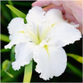 Iris Waihi Wedding Plants - 3 Fans - True White with Green Veining - Iris germanica