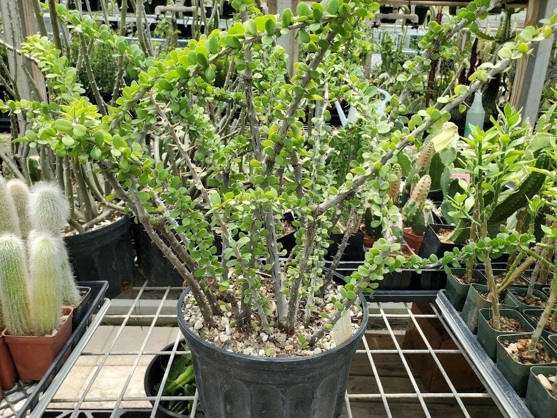 Rooted Cutting - Alluaudia humbertii - Madagascar Succulent Plant - Rare Exotic Variety