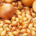 Yellow Spanish Globe Onion Sets - Long Day Bulb Seed - Allium cepa - Fast Shipping