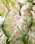 Caladium Bulbs - Gingerland Variety - Colorful Foliage - Caladium bicolor