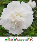 Hollyhock Seeds - MAJORETTE DOUBLE WHITE - Dwarf Biennial - Non-GMO - 50 Seeds - Garden Flowers - Alcea rosea