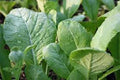 Mustard Greens Seeds, Tendergreen, Heirloom, Non-GMO, 100 Seeds, Green, Brassica juncea