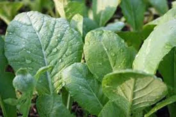 Mustard Greens Seeds, Tendergreen, Heirloom, Non-GMO, 100 Seeds, Green, Brassica juncea
