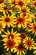 Gloriosa Daisy Seeds 1000 Pack - Rudbeckia Hirta - Organic USA Grown - Free Shipping