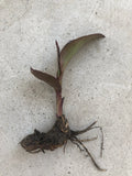 Canna Bulbs Edulis Ker Gawl - Live Bare Root Plant for Garden, Tropical Perennial, Colorful Foliage