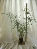 Dwarf Umbrella Palm Plant - Organic Water Garden Plant for Fish Koi Pond - Cyperus alternifolius