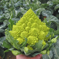 Romanesco Broccoli Seeds - 100 Heirloom Non-GMO Organic Seeds - Fresh Vegetable Garden Starter