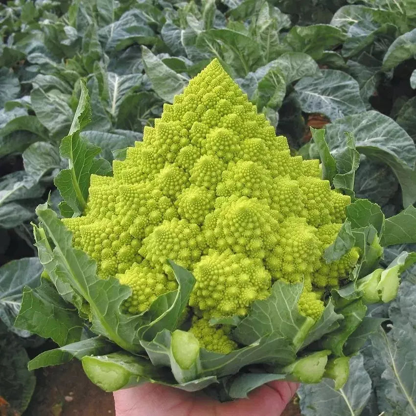 Romanesco Broccoli Seeds - 100 Heirloom Non-GMO Organic Seeds - Fresh Vegetable Garden Starter