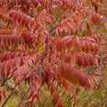 Smooth Sumac Plant Set of 2, 12+ Inches, Edible Berry, Fall Color, Rhus glabra, Bare Root, Hardy Shrub for Garden.