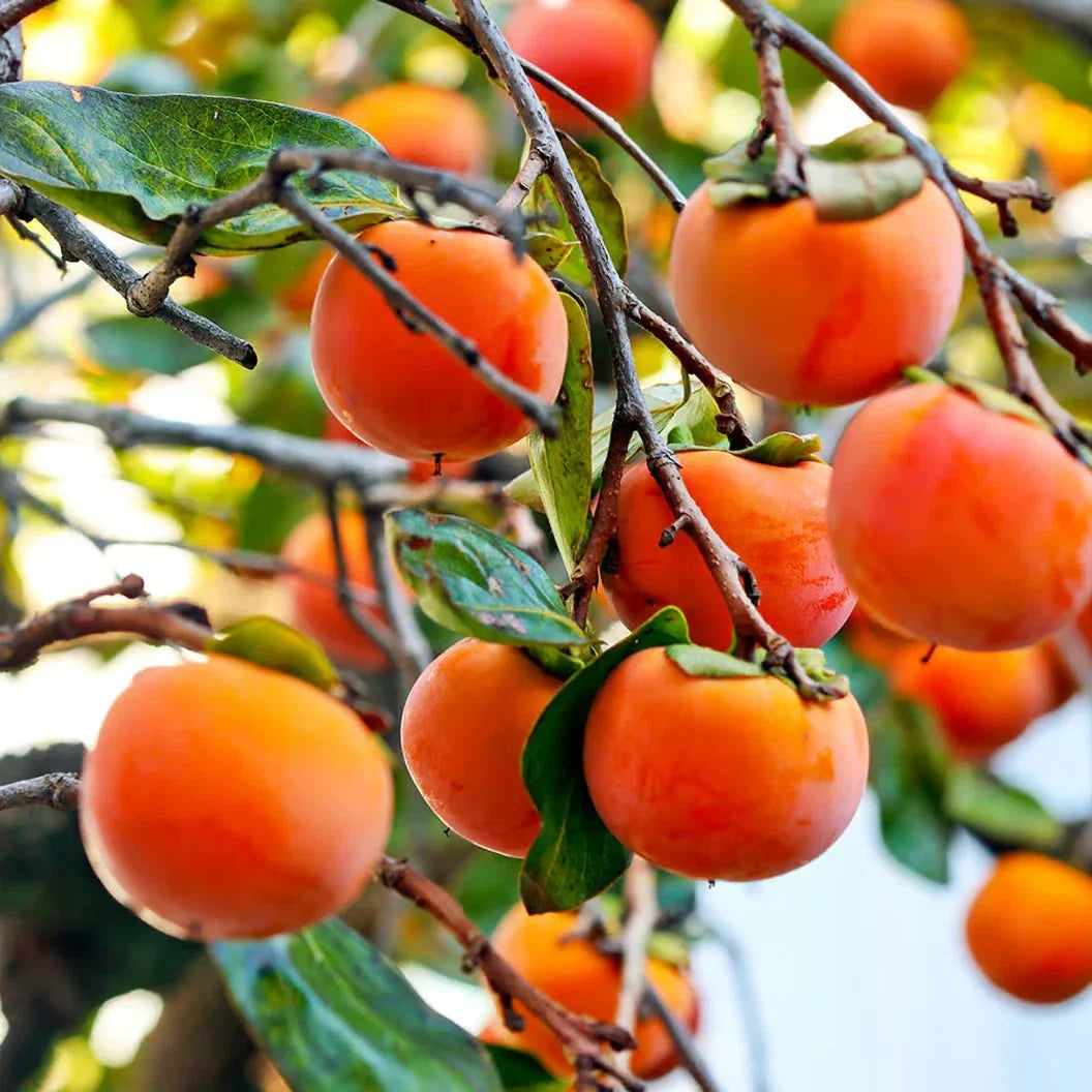 Japanese Fuyu Persimmon Tree Scions 6-8in Cuttings for Rooting Grafting Diospyros kaki