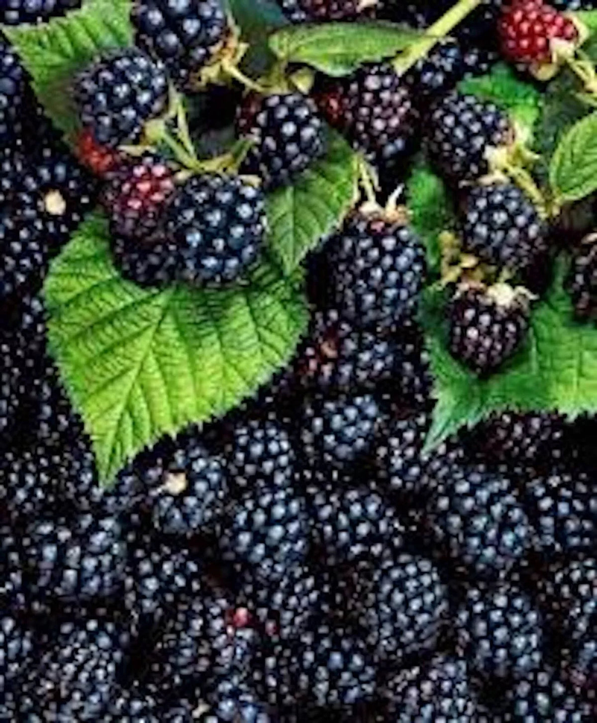 Thornless Blackberry Plant - 5 Bare Root Triple Crown Edible Fruit - Rubus fruticosus - Easy Care, High Antioxidant Shrubs