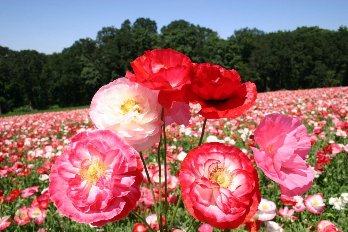 Double Mixed Poppy Seeds - 200+ Count - Colorful Garden Flowers - Papaver somniferum - USA Grown, Free Shipping