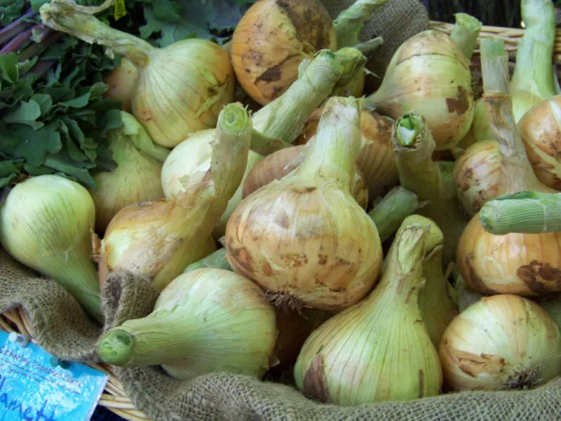 240 Seeds Sweet Spanish Yellow Onion - Allium cepa - USA GroCo - Non-GMO, Heirloom, Free Shipping on 15 Packs