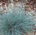 Blue Fescue Ornamental Grass, Elijah Blue, Bare Root, Festuca glauca, Unique Bluish Gray Color, Low Maintenance, 1 Plant