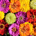 Zinnia Seeds Bulk Pack - Tall Mix Heirloom, Non-GMO, 500 Seeds, Zinnia elegans
