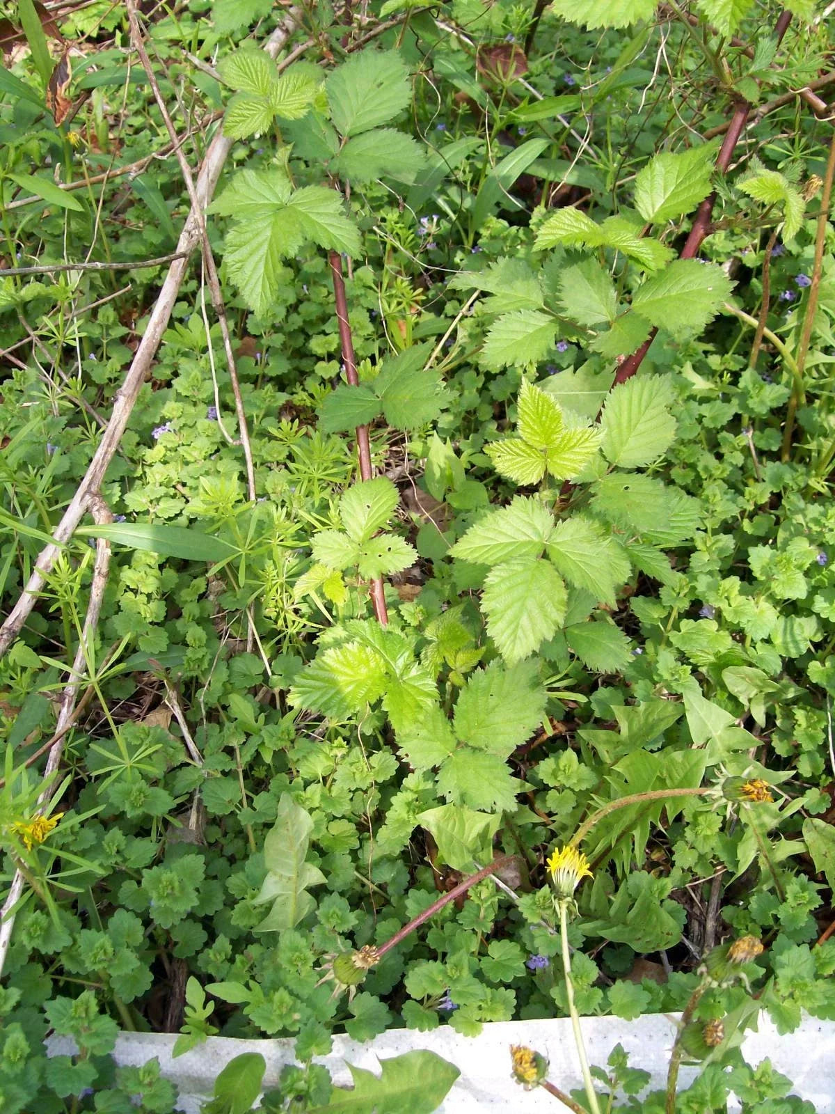 Thornless Blackberry Bush Rooted Cutting Set of 2, Approx. 4 Inches, Rubus fruticosus