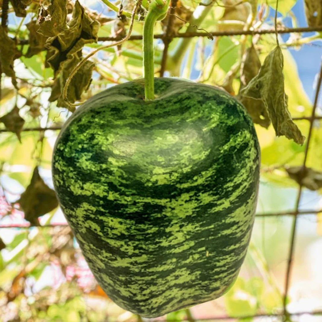 Apple Gourd Seeds | Ornamental Squash Swan Pumpkin Dipper | Bottle Bird Seed 2025 | Lagenaria siceraria